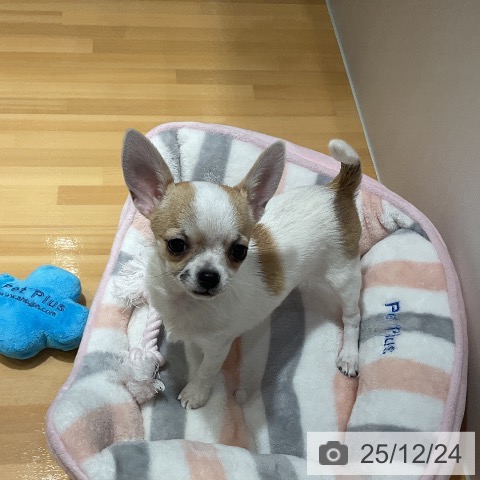 埼玉県のチワワ(ロング) (ペットプラス 与野店/2025年10月16日生まれ/女の子/ホワイトフォーン)の子犬の3枚目の画像