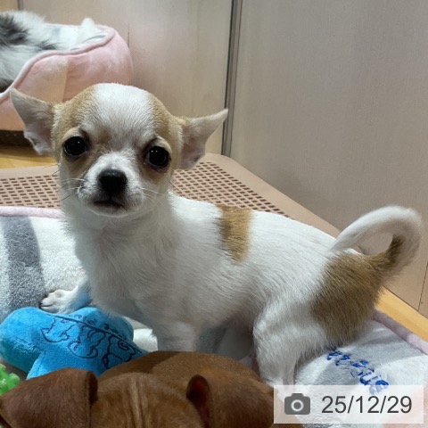 埼玉県のチワワ(ロング) (ペットプラス 与野店/2025年10月16日生まれ/女の子/ホワイトフォーン)の子犬の3枚目の画像