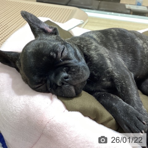 宮城県のフレンチブルドッグ (ペットプラス 名取店/2025年10月16日生まれ/女の子/ブリンドル)の子犬の4枚目の画像