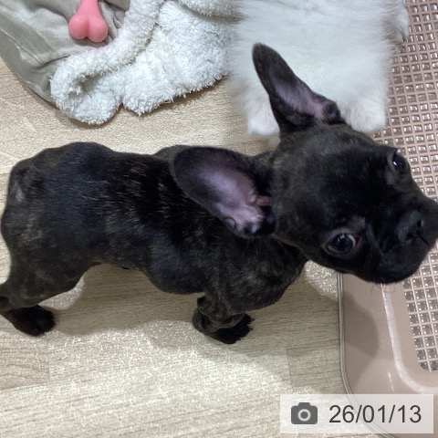 宮城県のフレンチブルドッグ (ペットプラス 名取店/2025年10月16日生まれ/女の子/ブリンドル)の子犬の3枚目の画像