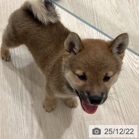 埼玉県の柴犬(標準サイズ) (ペットプラス 川口店/2025年10月22日生まれ/男の子/赤)の子犬の4枚目の画像