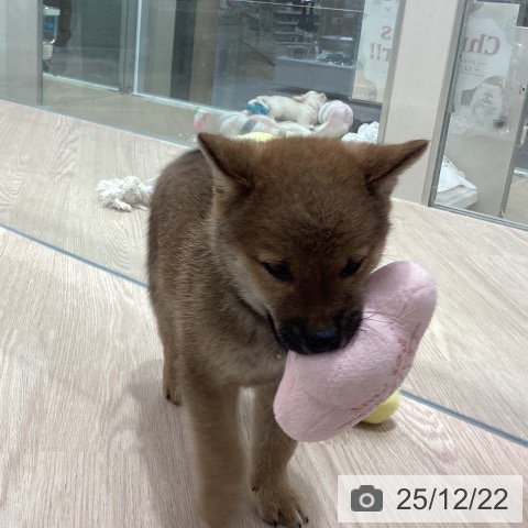 埼玉県の柴犬(標準サイズ) (ペットプラス 川口店/2025年10月22日生まれ/男の子/赤)の子犬の3枚目の画像