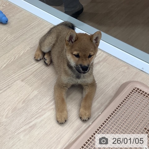 埼玉県の柴犬(標準サイズ) (ペットプラス 川口店/2025年10月22日生まれ/男の子/赤)の子犬の4枚目の画像