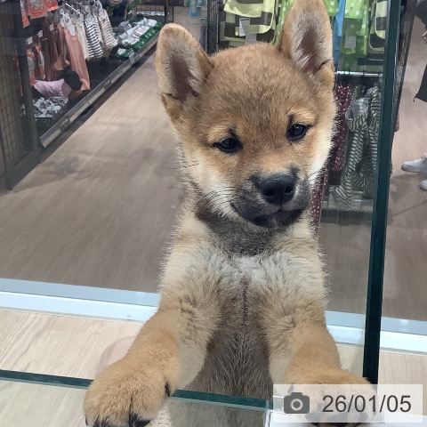 埼玉県の柴犬(標準サイズ) (ペットプラス 川口店/2025年10月22日生まれ/男の子/赤)の子犬の3枚目の画像