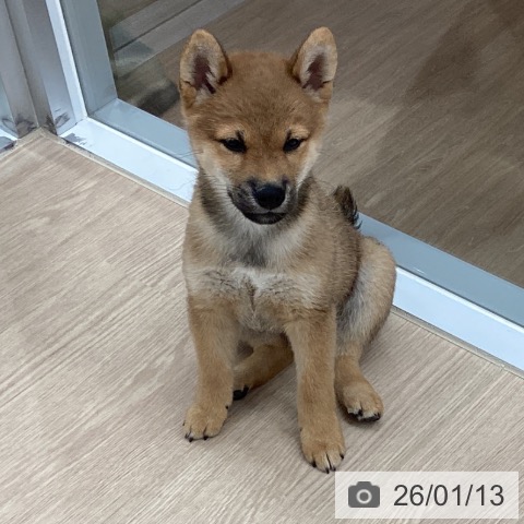 埼玉県の柴犬(標準サイズ) (ペットプラス 川口店/2025年10月22日生まれ/男の子/赤)の子犬の3枚目の画像