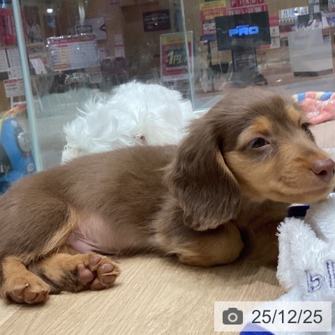 宮城県のミニチュアダックスフンド(ロング) (ペットプラス 名取店/2025年10月20日生まれ/男の子/チョコレートタン)の子犬の4枚目の画像