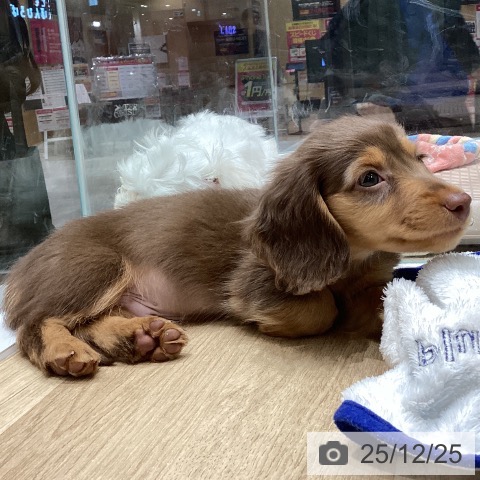 宮城県のミニチュアダックスフンド(ロング) (ペットプラス 名取店/2025年10月20日生まれ/男の子/チョコレートタン)の子犬の3枚目の画像