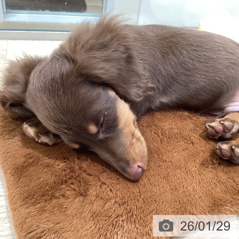 東京都のミニチュアダックスフンド(ロング) (ペットプラス 立川高島屋S.C.店/2025年10月20日生まれ/男の子/チョコレートタン)の子犬の4枚目の画像