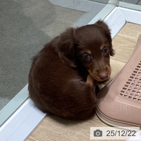 東京都のミニチュアダックスフンド(ロング) (ペットプラス 立川高島屋S.C.店/2025年10月20日生まれ/男の子/チョコレートタン)の子犬の3枚目の画像