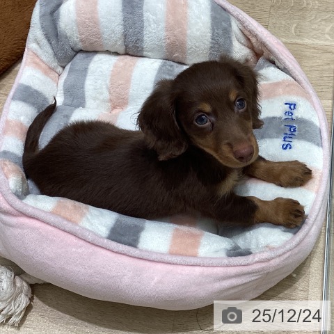 東京都のミニチュアダックスフンド(ロング) (ペットプラス 立川高島屋S.C.店/2025年10月20日生まれ/男の子/チョコレートタン)の子犬の3枚目の画像