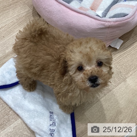 トイ・プードルの写真