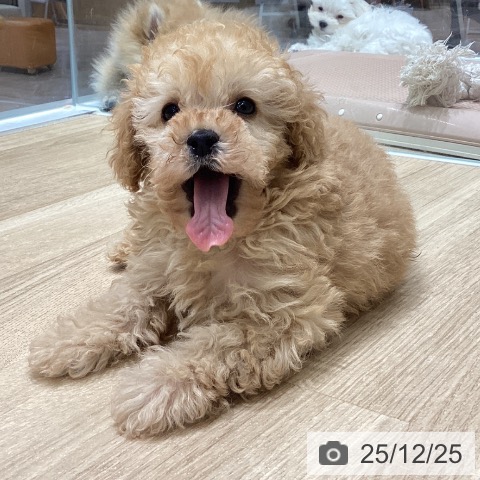 トイ・プードルの写真