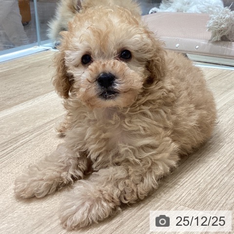 トイ・プードルの写真