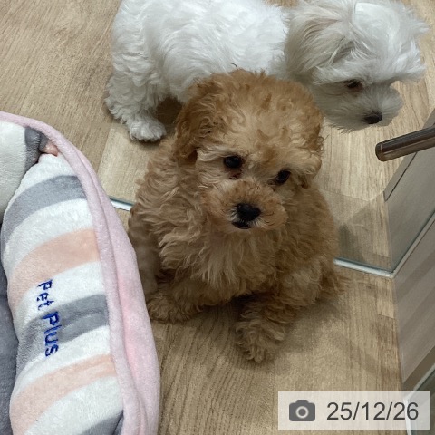 トイ・プードルの写真