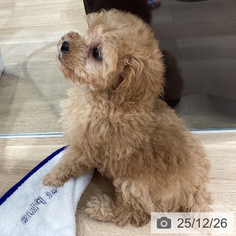 トイ・プードルの写真