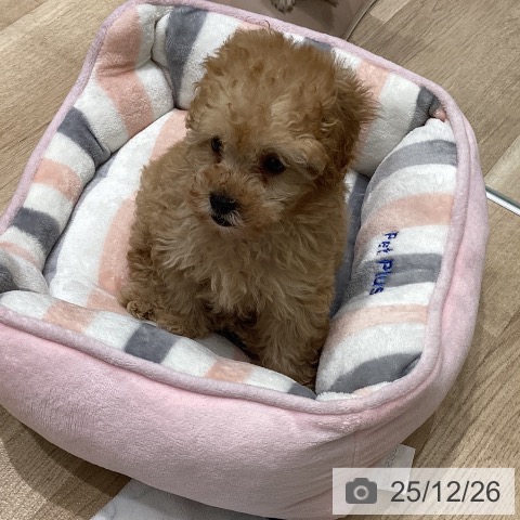 トイ・プードルの写真