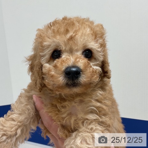 千葉県のトイプードル(トイ) (ペットプラス 成田店/2025年10月21日生まれ/男の子/アプリコット)の子犬の4枚目の画像
