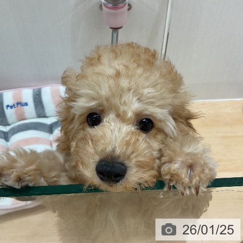 千葉県のトイプードル(トイ) (ペットプラス 成田店/2025年10月21日生まれ/男の子/アプリコット)の子犬の4枚目の画像