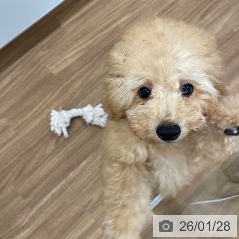 茨城県のトイプードル(トイ) (ペッツワン つくば店/2025年10月21日生まれ/男の子/アプリコット)の子犬の4枚目の画像
