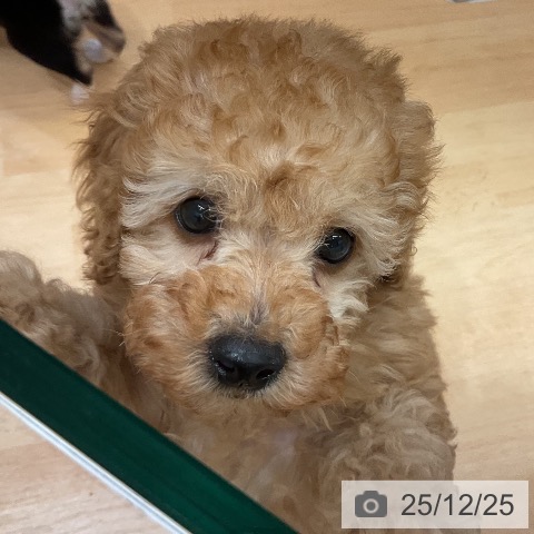 千葉県のトイプードル(トイ) (ペットプラス 成田店/2025年10月21日生まれ/男の子/アプリコット)の子犬の3枚目の画像