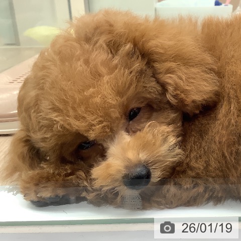 埼玉県のトイプードル(トイ) (ペットプラス 川口店/2025年10月22日生まれ/男の子/レッド)の子犬の4枚目の画像