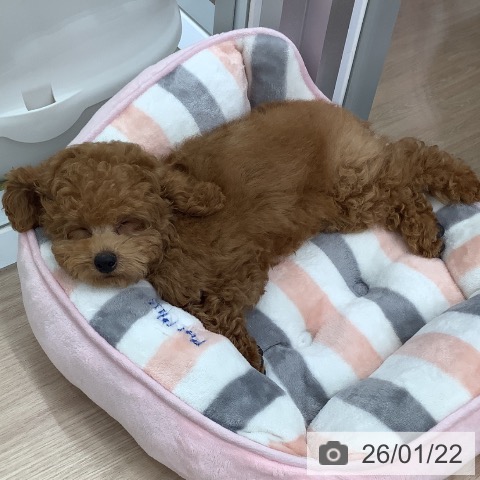 埼玉県のトイプードル(トイ) (ペットプラス 川口店/2025年10月22日生まれ/男の子/レッド)の子犬の3枚目の画像