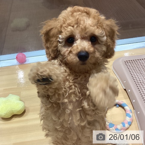 トイ・プードルの写真