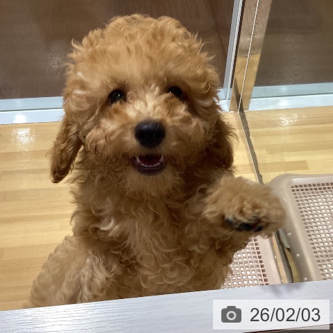 トイ・プードルの写真