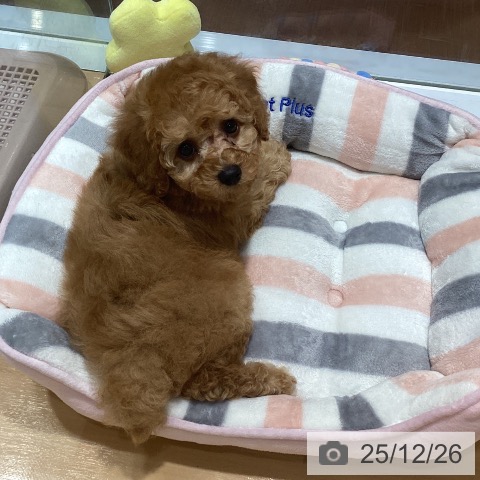 神奈川県のトイプードル(トイ) (ペットプラス ビアレ横浜店/2025年10月22日生まれ/男の子/アプリコット)の子犬の4枚目の画像