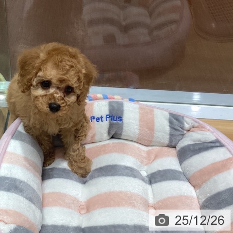 神奈川県のトイプードル(トイ) (ペットプラス ビアレ横浜店/2025年10月22日生まれ/男の子/アプリコット)の子犬の3枚目の画像