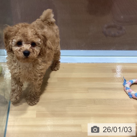 神奈川県のトイプードル(トイ) (ペットプラス ビアレ横浜店/2025年10月22日生まれ/男の子/アプリコット)の子犬の3枚目の画像