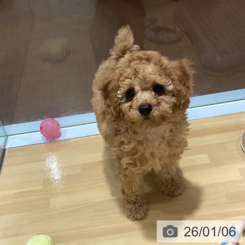 神奈川県のトイプードル(トイ) (ペットプラス ビアレ横浜店/2025年10月22日生まれ/男の子/アプリコット)の子犬の3枚目の画像