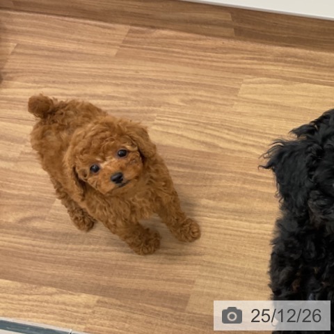 茨城県のトイプードル(トイ) (ペッツワン 古河店/2025年10月22日生まれ/女の子/レッド)の子犬の3枚目の画像