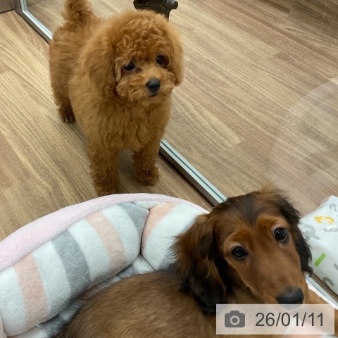 茨城県のトイプードル(トイ) (ペッツワン 古河店/2025年10月22日生まれ/女の子/レッド)の子犬の4枚目の画像