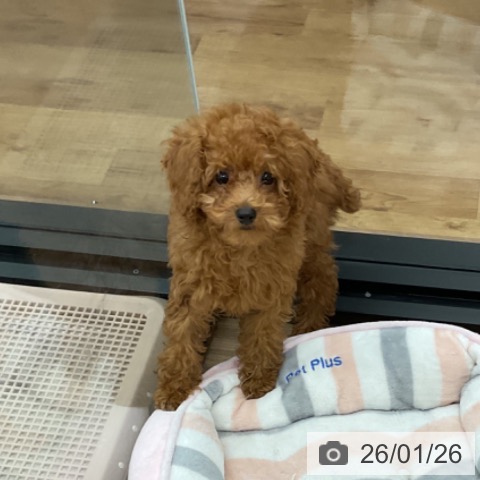 茨城県のトイプードル(トイ) (ペッツワン 古河店/2025年10月22日生まれ/女の子/レッド)の子犬の3枚目の画像