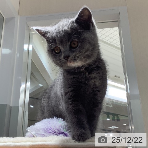 埼玉県のブリティッシュショートヘアー (ペットプラス 川口店/2025年10月21日生まれ/女の子/ブルークリーム)の子猫の4枚目の画像