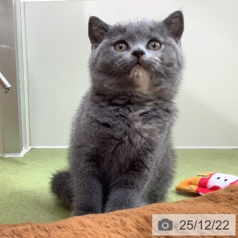 埼玉県のブリティッシュショートヘアー (ペットプラス 川口店/2025年10月21日生まれ/女の子/ブルークリーム)の子猫の3枚目の画像