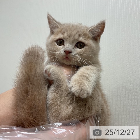 千葉県のブリティッシュショートヘアー (ペットプラス 成田店/2025年10月21日生まれ/女の子/クリームタビー)の子猫の4枚目の画像