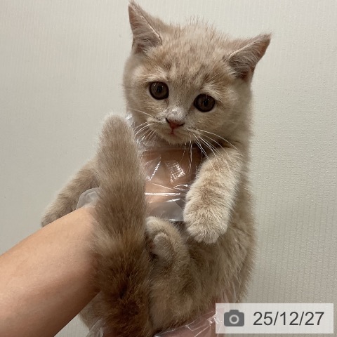 千葉県のブリティッシュショートヘアー (ペットプラス 成田店/2025年10月21日生まれ/女の子/クリームタビー)の子猫の3枚目の画像