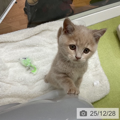 ブリティッシュショートヘアの写真