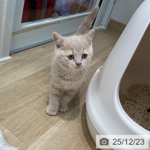 埼玉県のブリティッシュショートヘアー (ペットプラス ららぽーと新三郷店/2025年10月21日生まれ/女の子/クリームタビー)の子猫の3枚目の画像