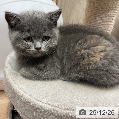 埼玉県のブリティッシュショートヘアー (ペットプラス 与野店/2025年10月21日生まれ/女の子/ブルークリーム)の子猫の3枚目の画像