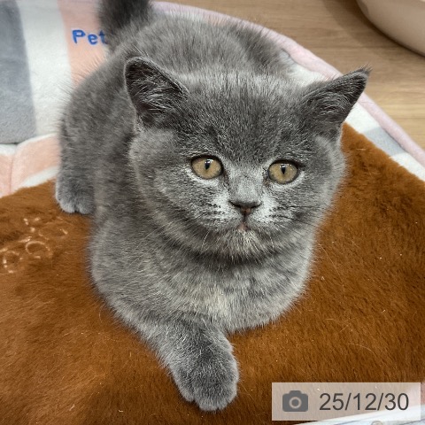 埼玉県のブリティッシュショートヘアー (ペットプラス 与野店/2025年10月21日生まれ/女の子/ブルークリーム)の子猫の3枚目の画像