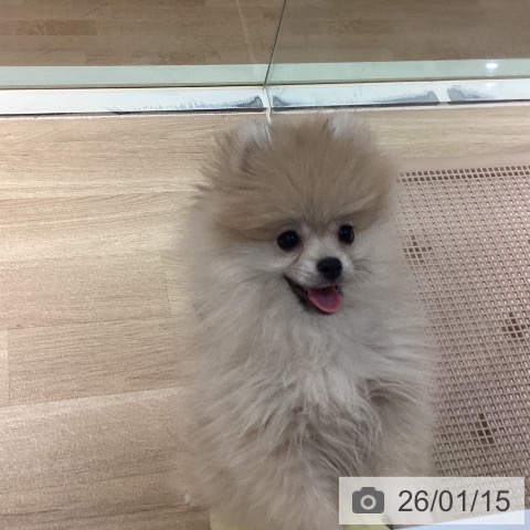 東京都のポメラニアン (ペットプラス 東久留米店/2025年10月15日生まれ/女の子/クリーム)の子犬の4枚目の画像
