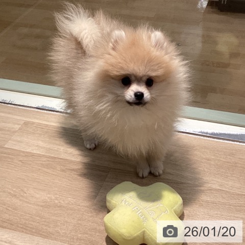 東京都のポメラニアン (ペットプラス 東久留米店/2025年10月15日生まれ/女の子/クリーム)の子犬の4枚目の画像
