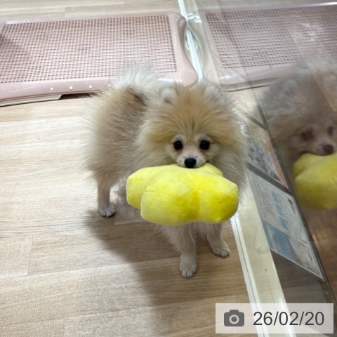 東京都のポメラニアン (ペッツワン 青梅インター店/2025年10月15日生まれ/女の子/クリーム)の子犬の4枚目の画像
