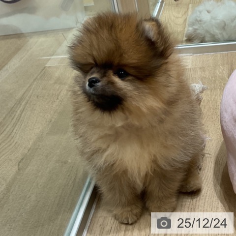 埼玉県のポメラニアン (ペットプラス ららぽーと富士見店/2025年10月22日生まれ/男の子/オレンジ)の子犬の4枚目の画像