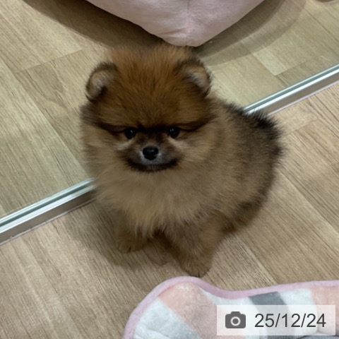 埼玉県のポメラニアン (ペットプラス ららぽーと富士見店/2025年10月22日生まれ/男の子/オレンジ)の子犬の3枚目の画像
