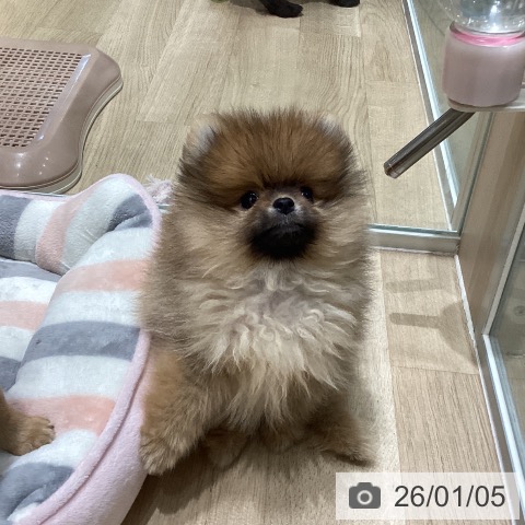 埼玉県のポメラニアン (ペットプラス ららぽーと富士見店/2025年10月22日生まれ/男の子/オレンジ)の子犬の3枚目の画像