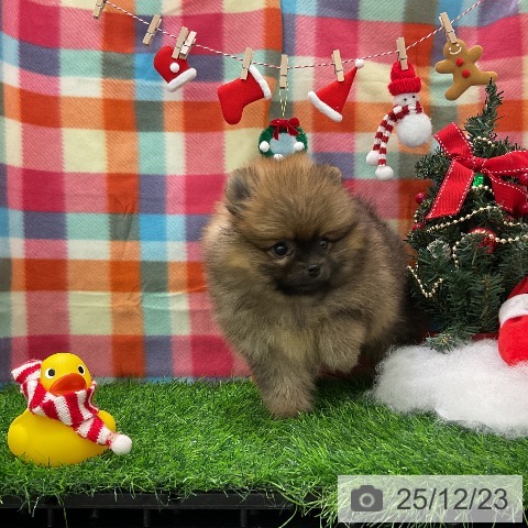 千葉県のポメラニアン (ペットプラス コトエ流山おおたかの森店/2025年10月22日生まれ/女の子/オレンジ)の子犬の3枚目の画像